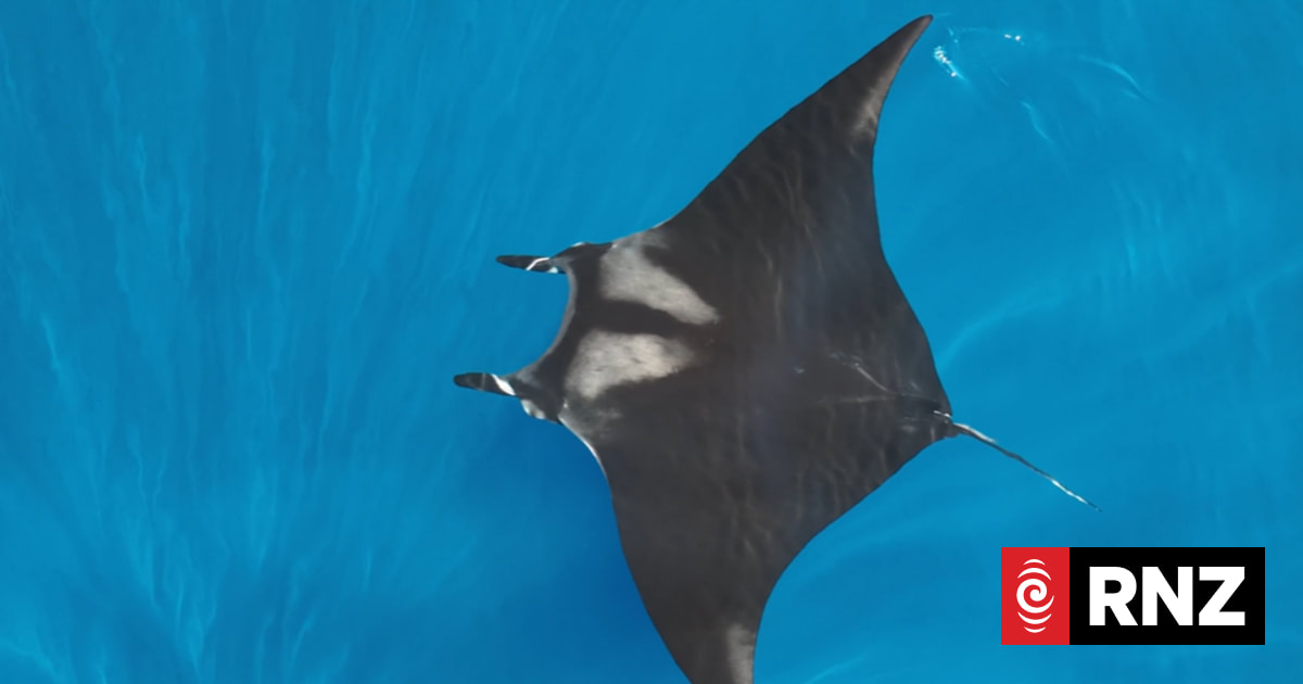 'Giant batmobiles': In search of the manta rays of the Hauraki Gulf | RNZ