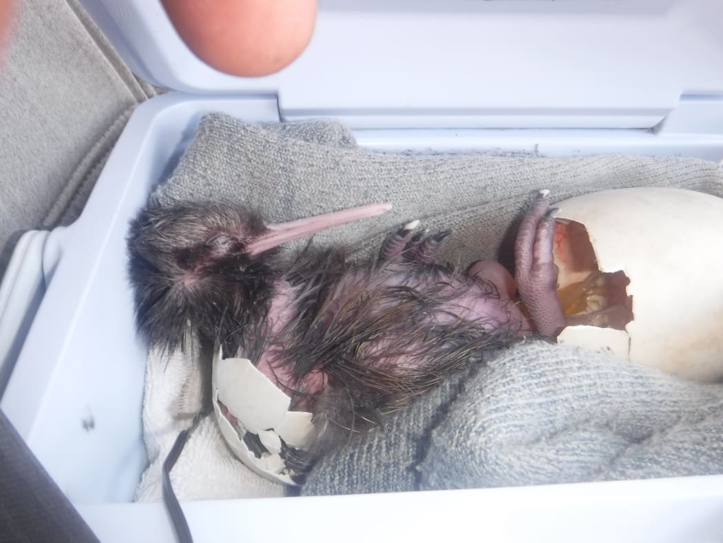 A kiwi chick, named Rock Star, was delivered to its new home at Kiwi Encounter in a chilly bin after hatching in a car in Taranaki.