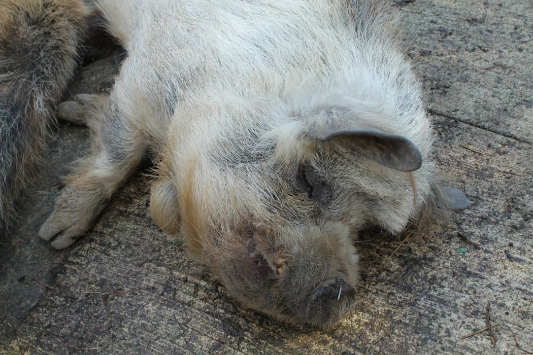 Jose the rescued pig