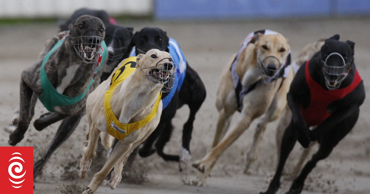Greyhound trainer disqualified, fined after dog tests positive for meth