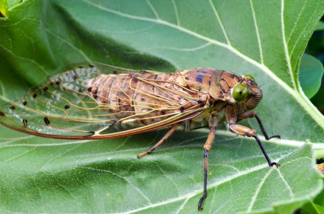 Close view of cicada insect