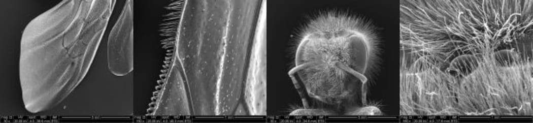 Four electron microscope images, showing the wing and head at different magnifications. The bee died of natural causes.
