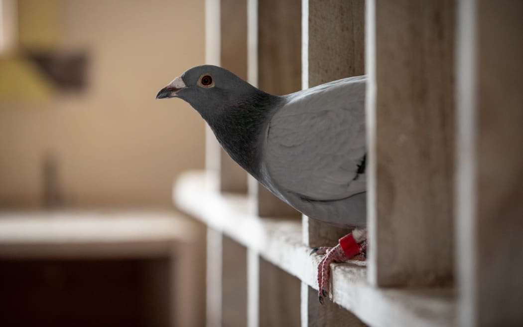 Andrew and Gavin Fry, pigeon fanciers