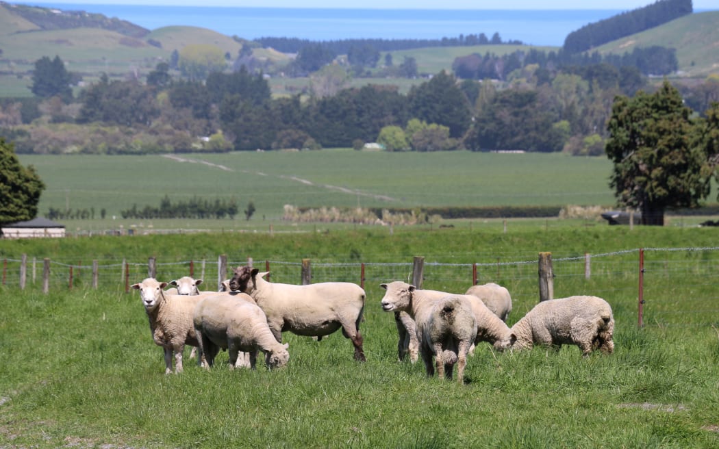 sheep