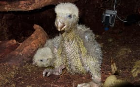 Two kākāpō chicks that are nearly a month old, thriving in a nest on Anchor Island in Fiordland.