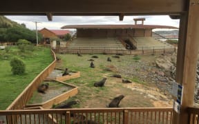 Seals at Oamaru Blue Penguin Colony