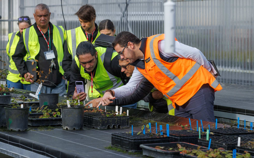 Scion and Rotoiti 15 inspect cuttings in the nursery.