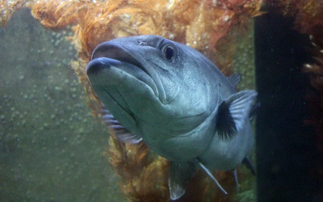 Fish at EcoWorld's aquarium in Picton.