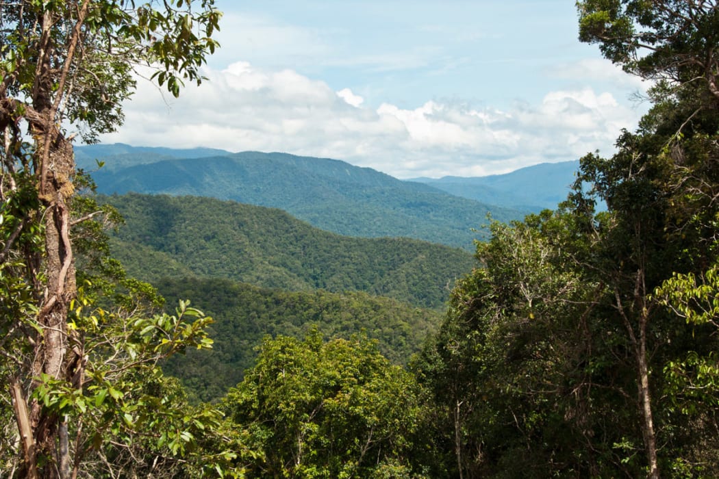 Rainforest in the Tamrau Mountains, West Papua, Indonesia.