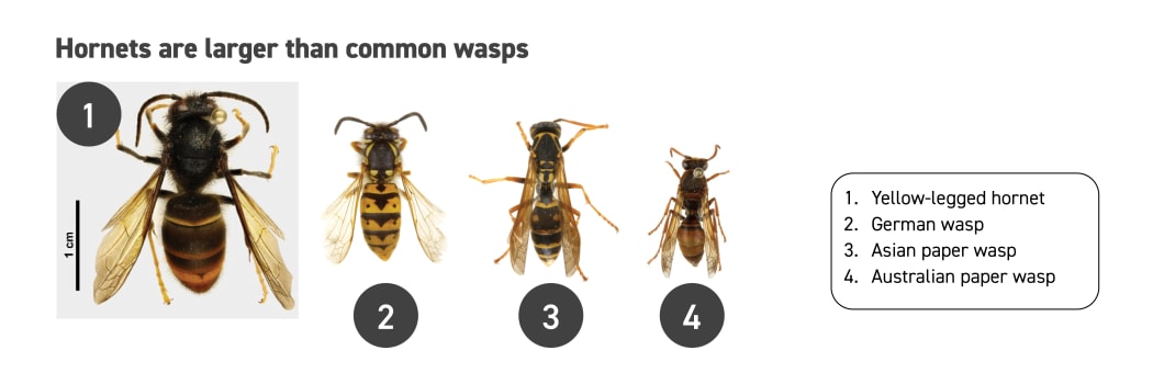 The difference between hornets and wasps.