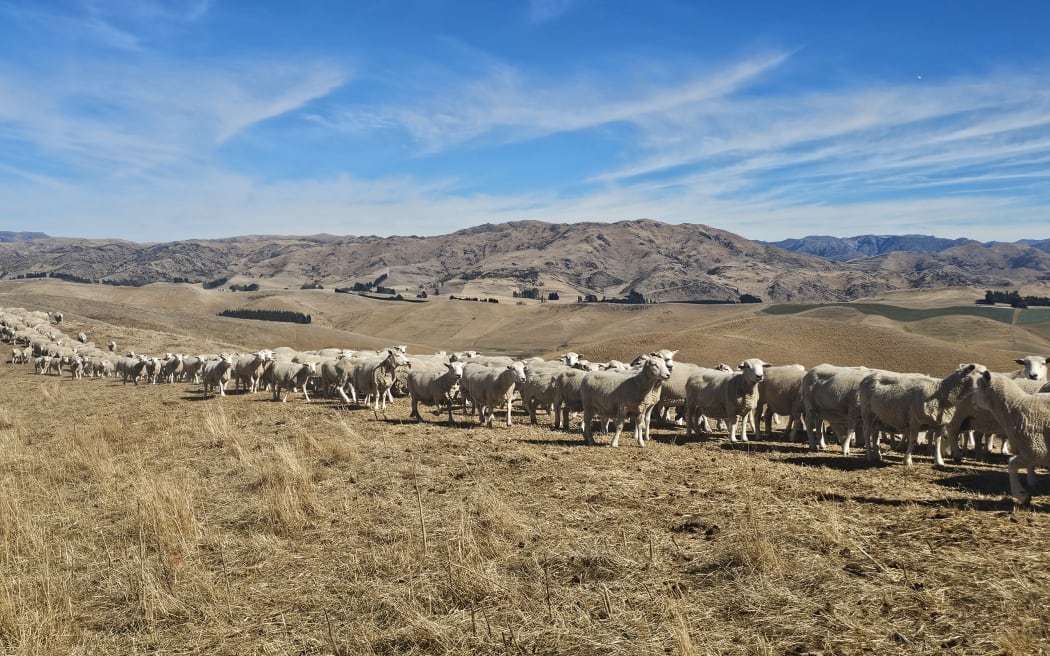 Drought on North Canterbury farm.