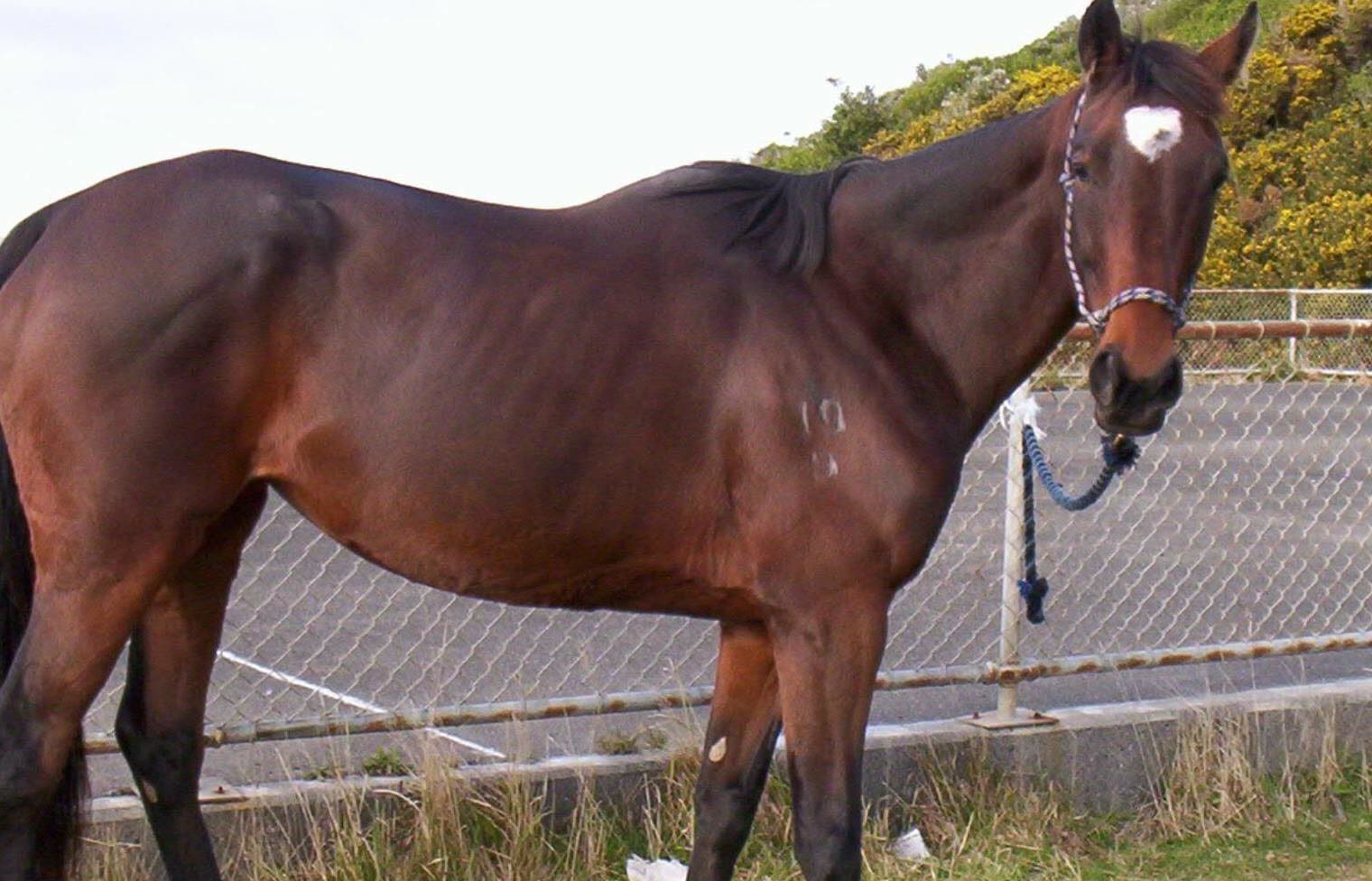 Rebecca Kay's horse, Jelly.