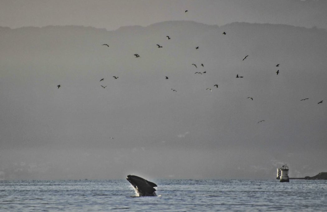 The Southern Right Whale in Wellington Harbour