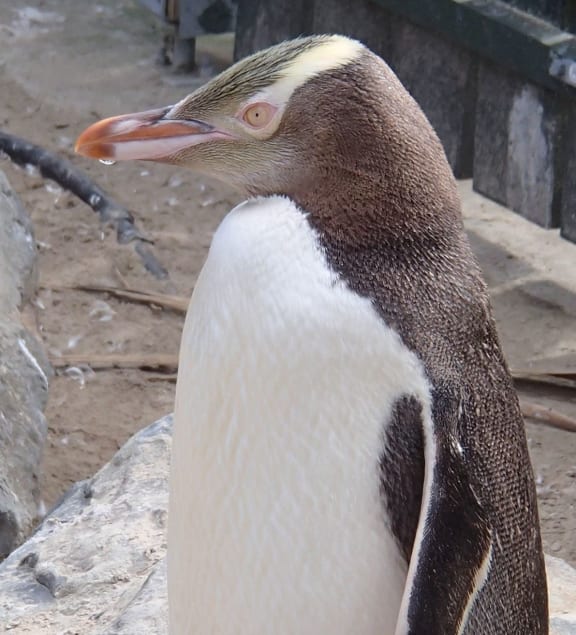 Head of yellow-eyed penguin showing yellow eye and eyebrow stripe of yellow feathers