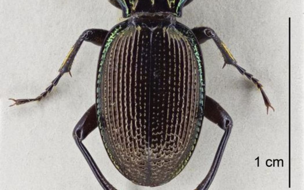 Snail-sucking Ground Beetle aka Māoripamborus fairburni