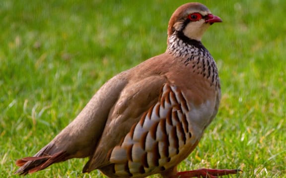 A partridge, not in a pear tree.