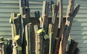 A San Pedro Cactus