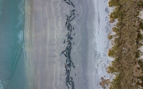 More than 250 whales that stranded on the Chatham Islands on 7 October, 2022 died or had to be euthanised.