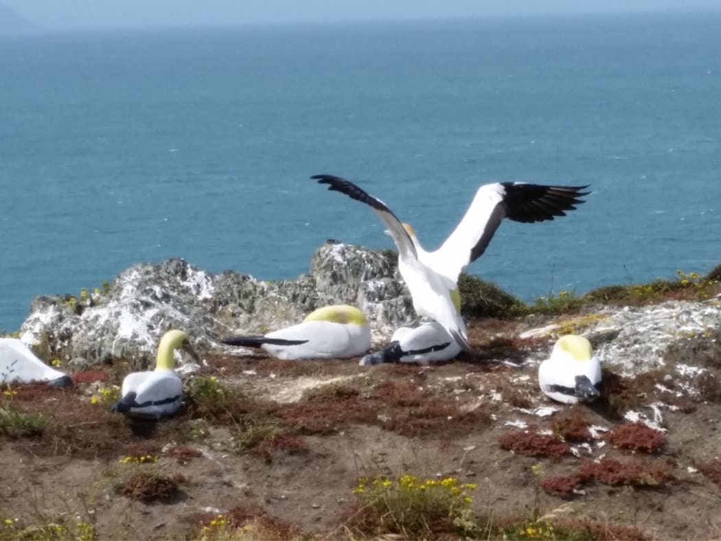 Nigel courts his concrete gannet love on Mana Island.