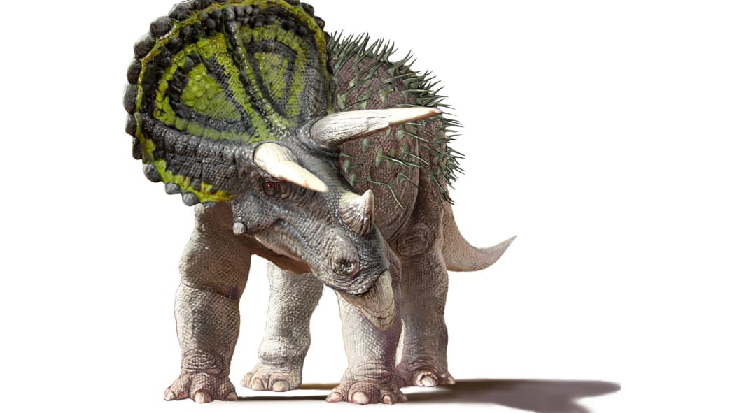 Coahuilaceratops, a relative of the more widely-known Triceratops, was found in Mexico.