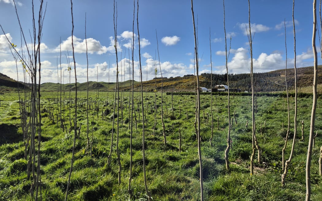 Here various poplars are being grown to help with erosion control.