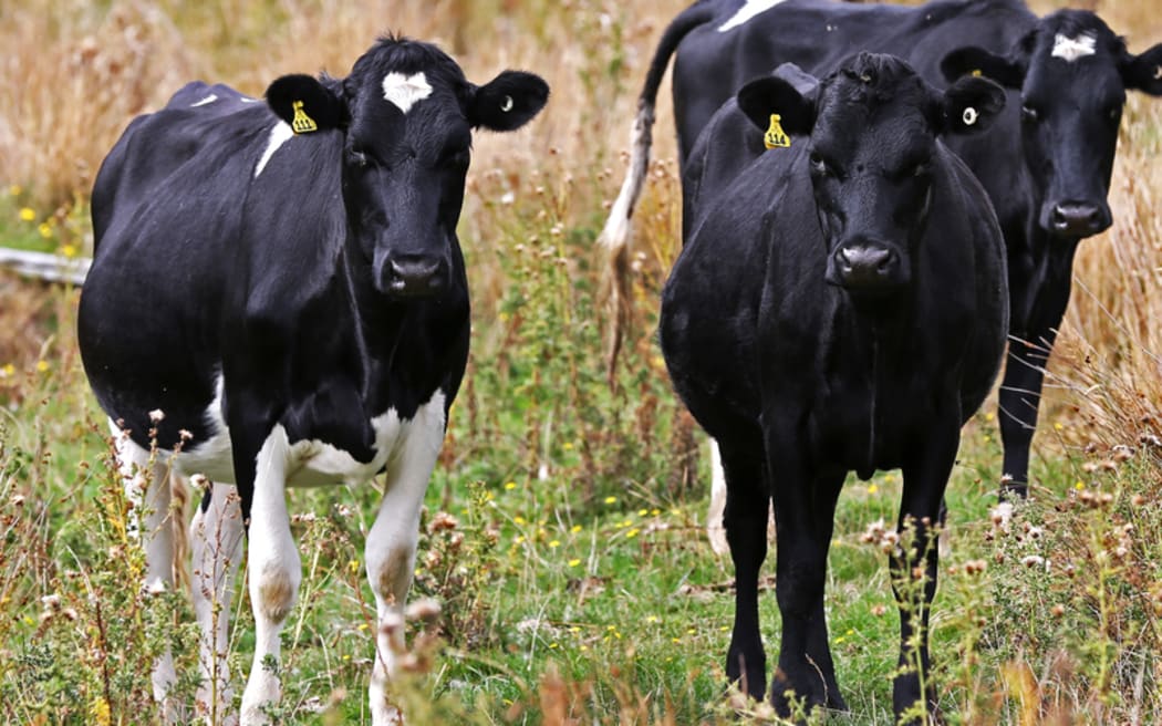Cows in Rangiwahia, Manawatu.