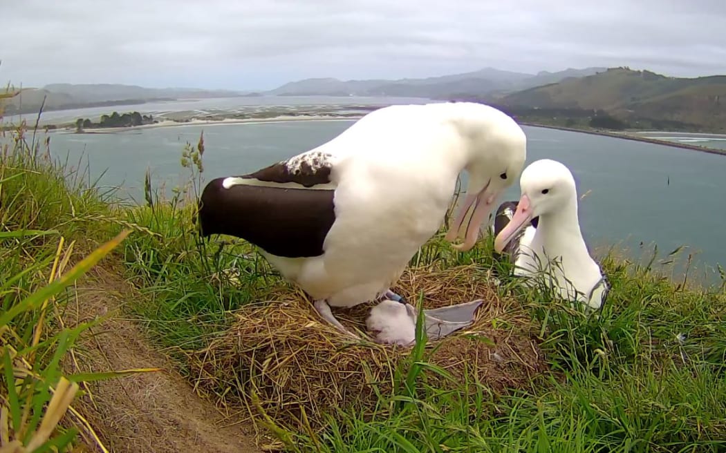 A sick chick at the Otago albatross colony is being watched over with a webcam.