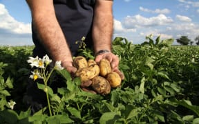 Man in the fields holding yellow potatoes in fields