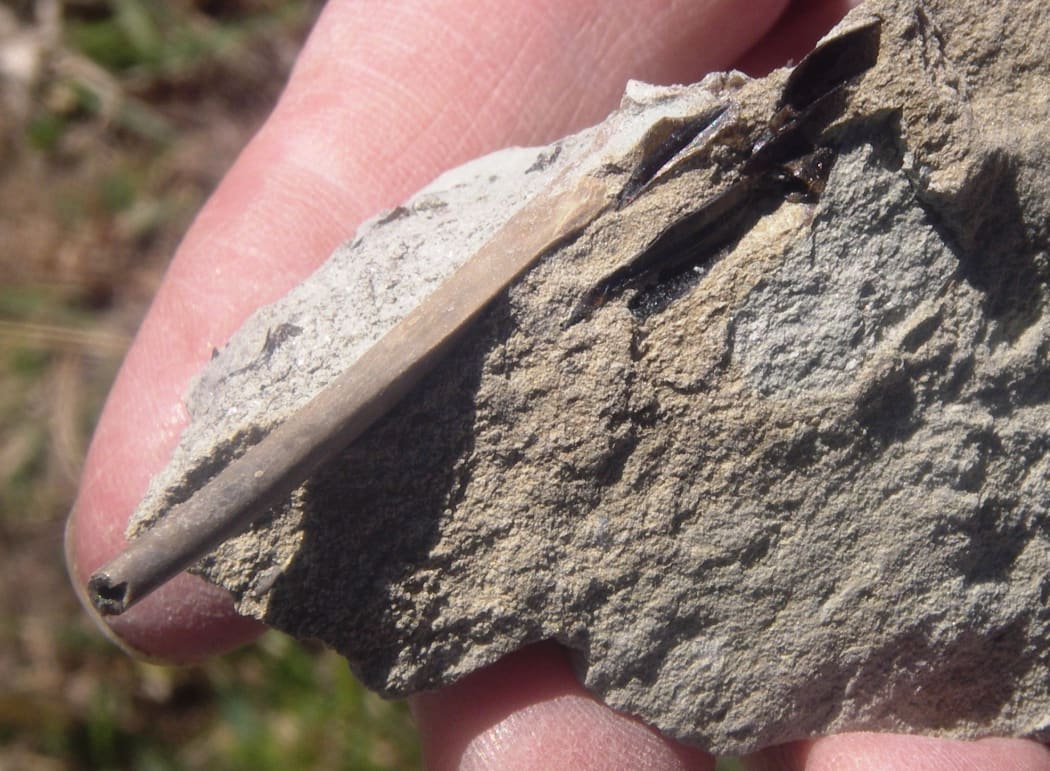 A fossil bird bone from St Bathans.