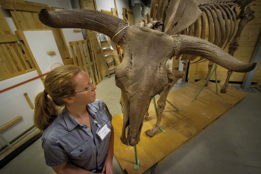 Torill Kornfeldt with an auroch skeleton at Lund University
