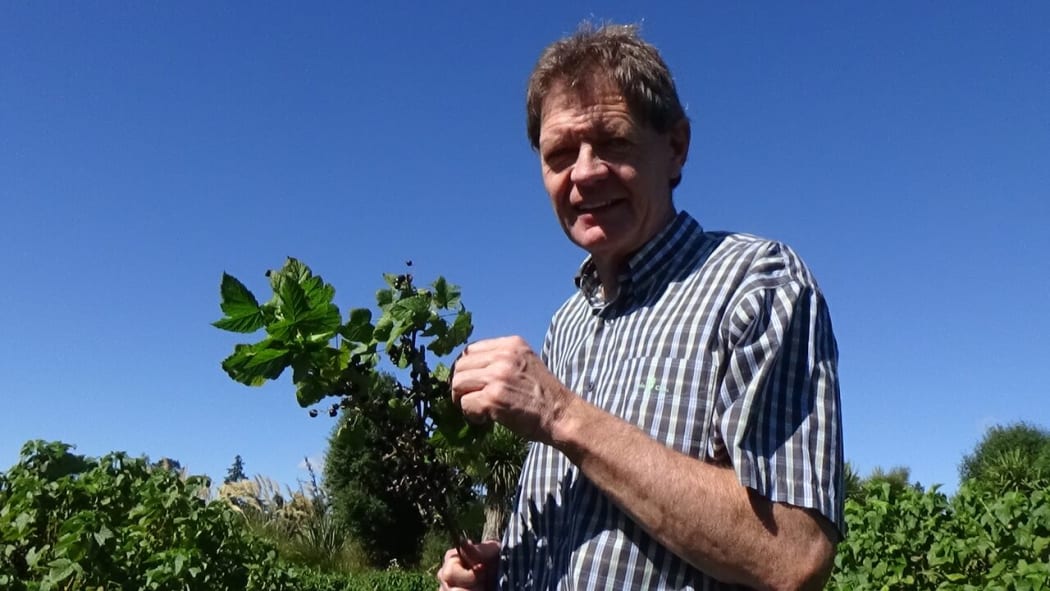 Tony Howey, a blackcurrant farmer in Canterbury.