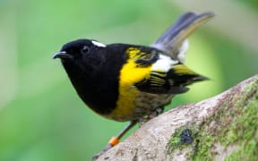 Hihi