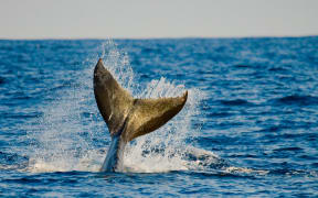 The tail of the humpback whale. Madagascar. St. Mary's Island.