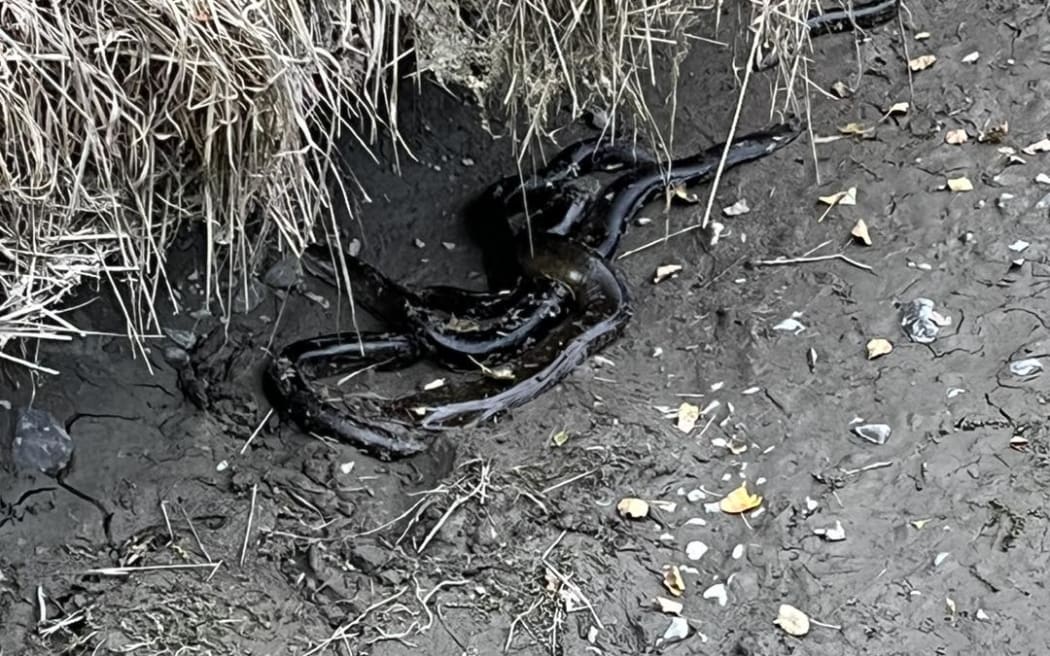 A creek drying up