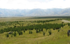 Wilding pines in Canterbury.