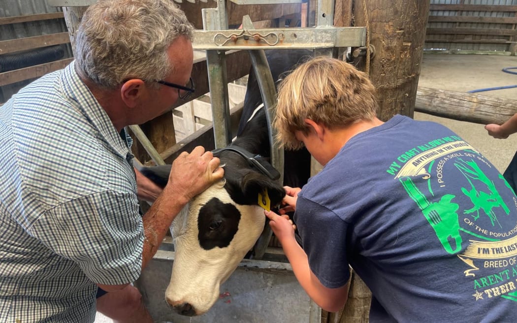Recently the Francis Douglas students have been learning about tech and installing Halter's virtual fencing system and smart collar cow collars.