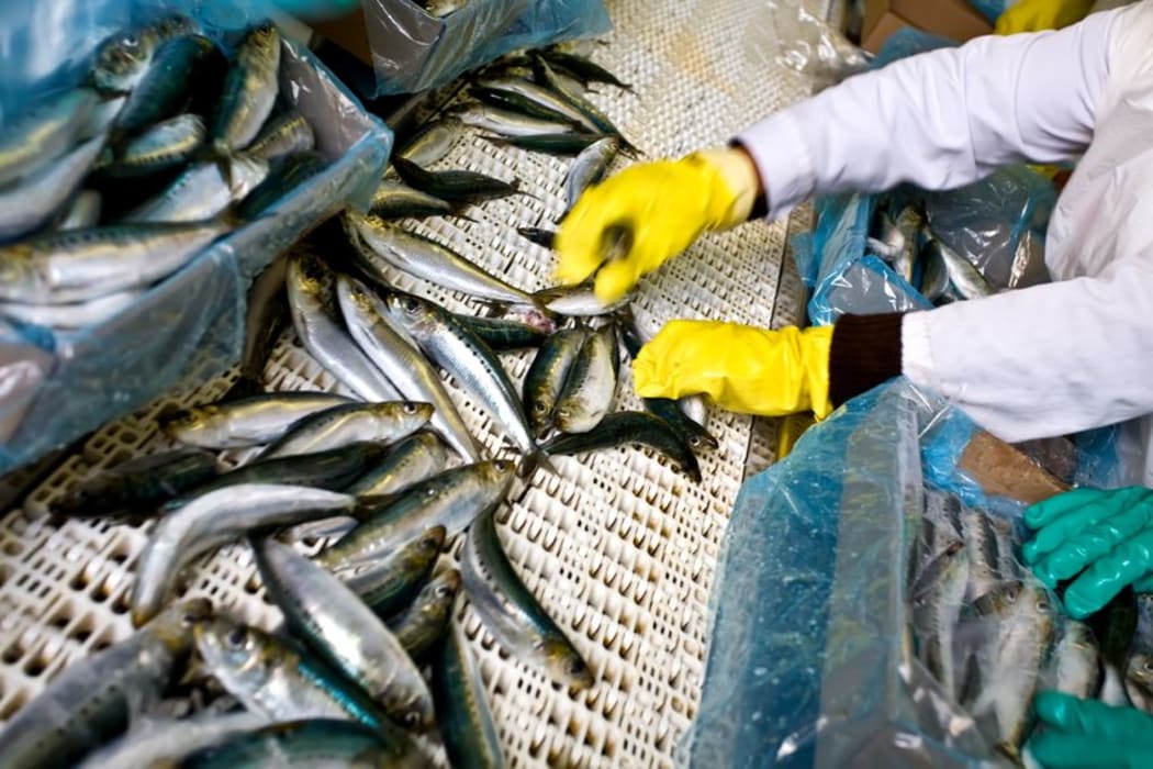 Factory worker sorting fish.