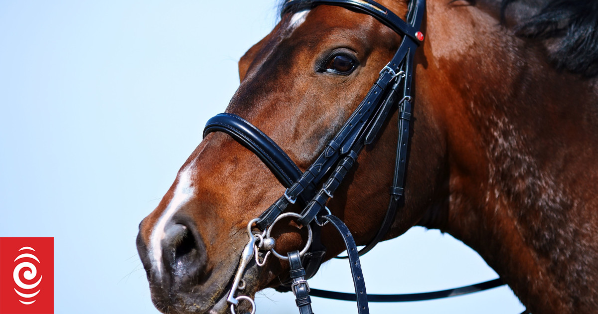 Hawke's Bay's Horse of the Year show cancelled for 2026