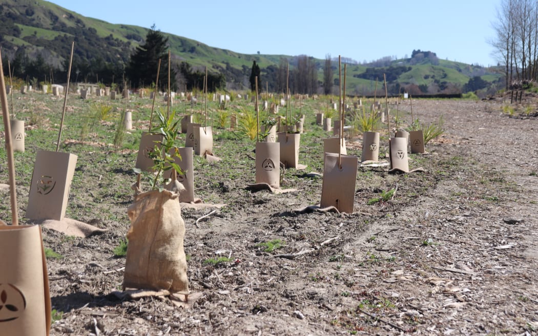 Native tree planting beside the park