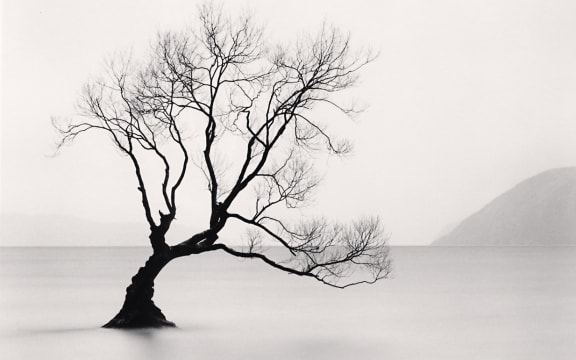 Wanaka Lake Tree, Study 1, Otago, New Zealand. 2013