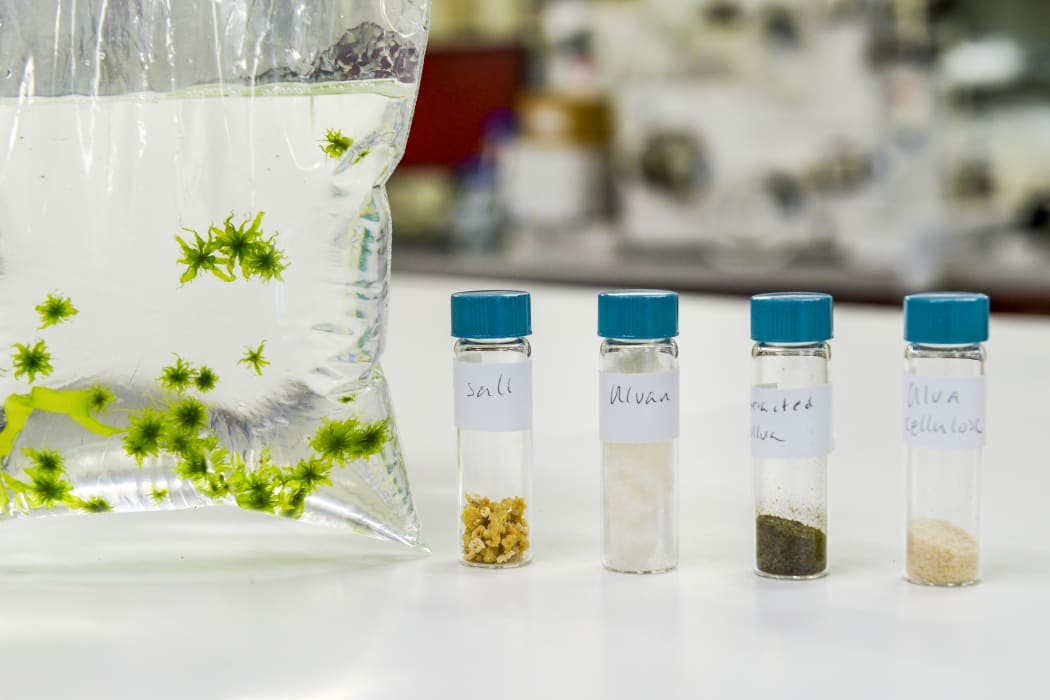 Macroalgae grown in the facility is separated into its different constituents.
