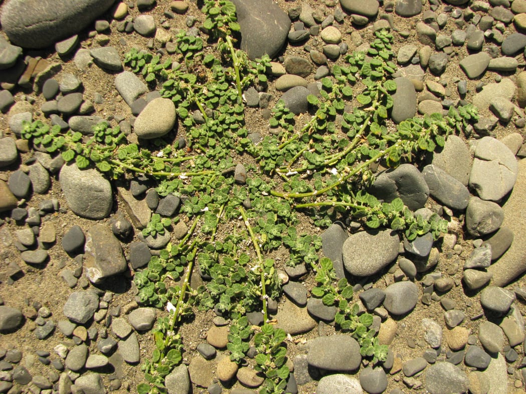 Pygmy goosefoot has been rediscovered in two parts of the South Island.