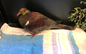 Pidge