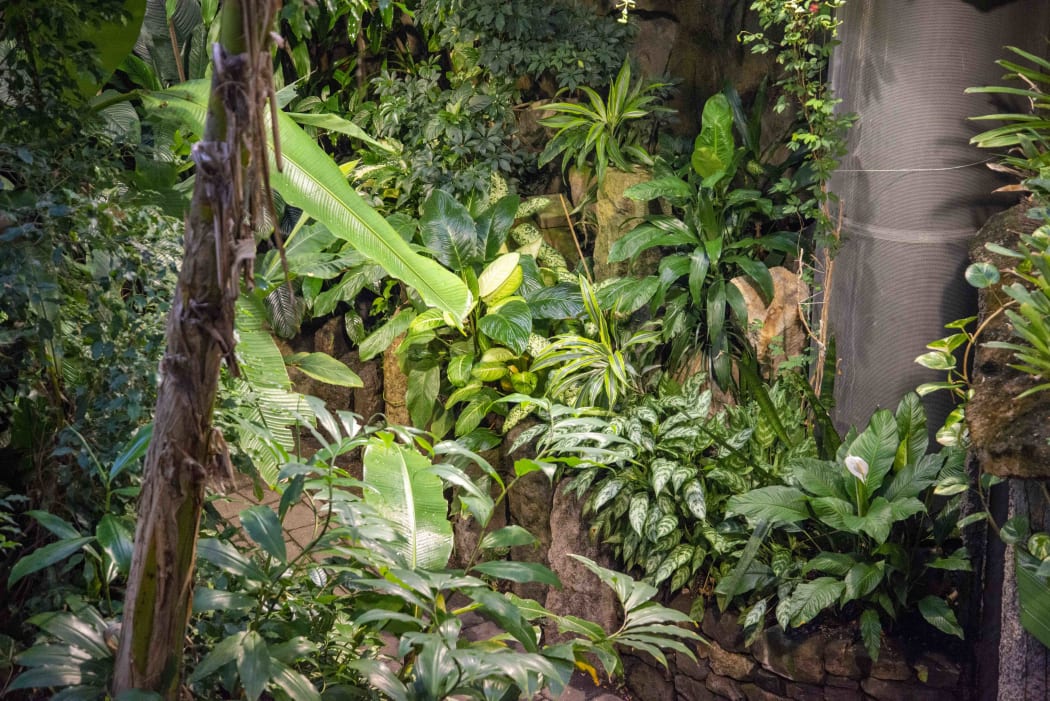 The tropical forest at Otago Museum. There are lots of green plants & flowers & vines.