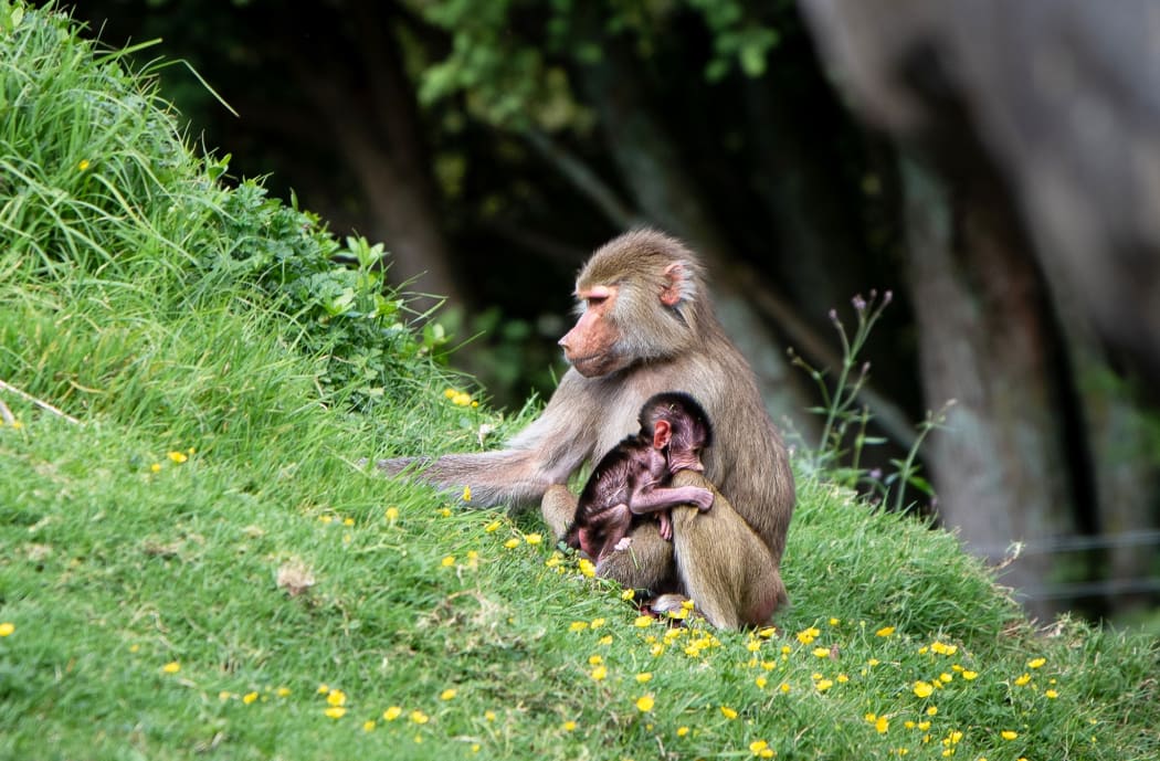 Auckland Zoo's new Hamadryas baboon.