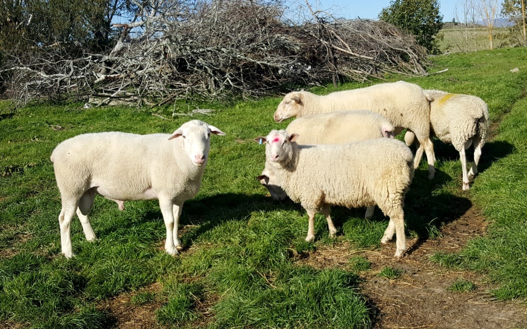 Rams