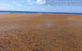 The Great Atlantic Sargassum Belt.