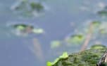 A red-eared slider turtle.