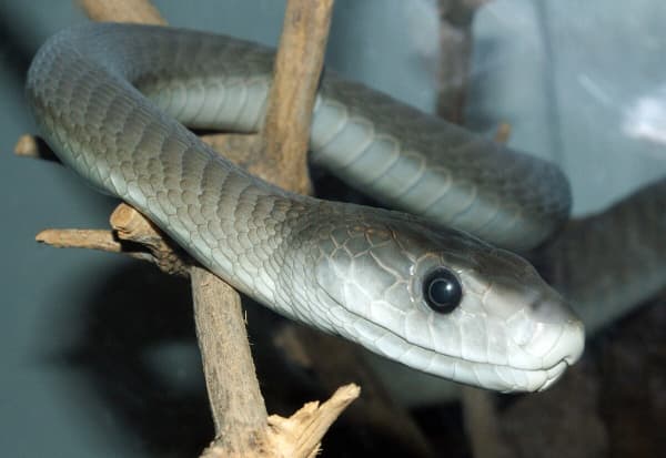 The black mamba (Dendroaspis polylepis)