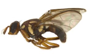 Queensland Fruit Fly.